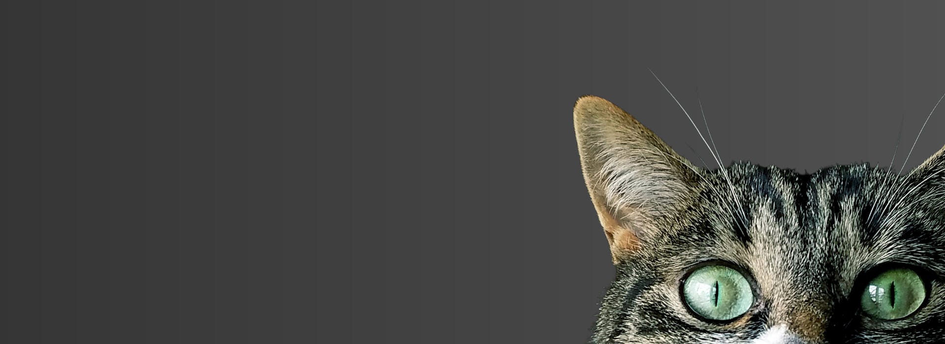 Cat Names that Start with J